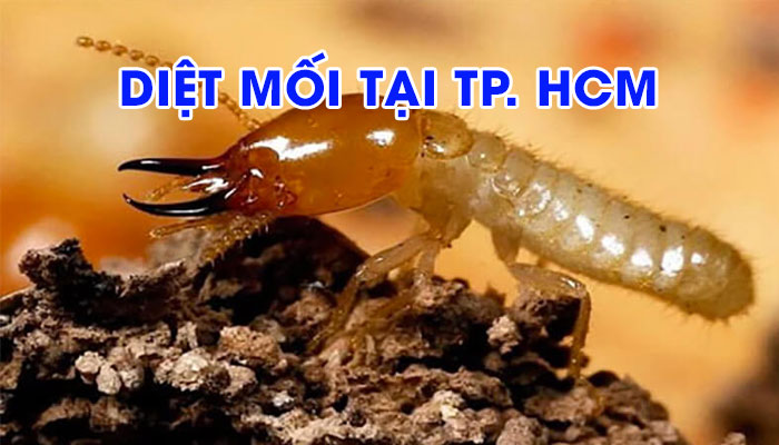 DIỆT MỐI TẠI HUYỆN NHÀ BÈ -TPHCM