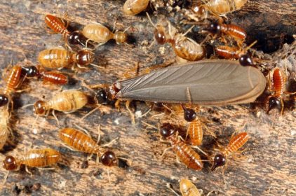 Dịch vụ diệt mối tại quận 7