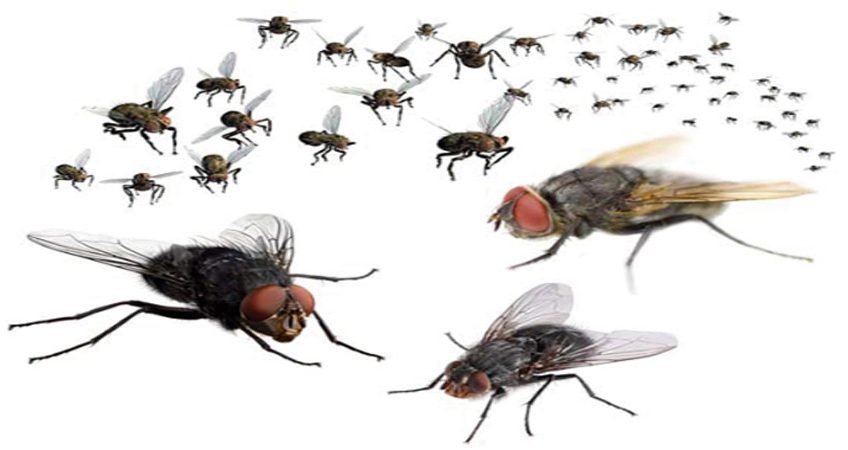 Dịch vụ diệt ruồi